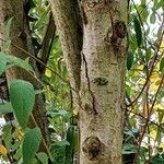 Cotoneaster frigidus 樹皮