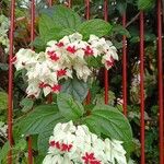 Clerodendrum thomsoniae Flower