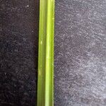 Cyperus laxus Yaprak
