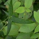 Delphinium exaltatum Leaf