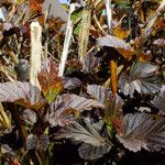 Physocarpus opulifolius عادت داشتن