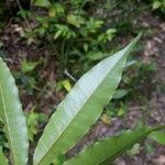 Chrysophyllum argenteum List