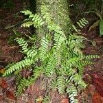 Asplenium cirrhatum Habitus