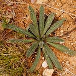 Echium asperrimum Leaf