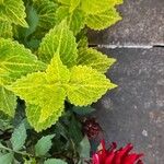 Amaranthus tricolorLapas