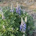 Lupinus nootkatensis Cvijet