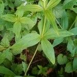 Asperula taurina Hoja