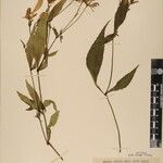 Strobilanthes pentastemonoides Іншае