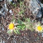 Carlina corymbosa Fleur