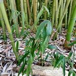 Phyllostachys reticulata Blatt