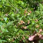 Vaccinium arctostaphylos Blüte