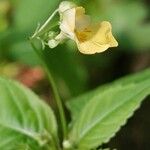 Impatiens parvifloraFlower