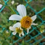 Bidens pilosa পাতা