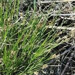 Carex appropinquata Hoja