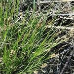 Carex appropinquata Fulla