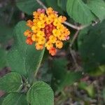 Lantana camaraফুল