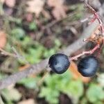 Cotoneaster acutifolius Fruto