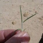 Odyssea paucinervis Leaf