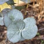 Eucalyptus pulverulenta Folla
