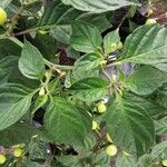 Solanum scabrum पत्ता