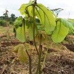 Myrianthus arboreus Blad