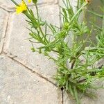 Senecio glaucus Habit