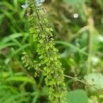 Plectranthus parviflorus Leaf