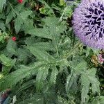 Echinops exaltatus Leaf