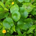 Hydrocotyle verticillata Feuille