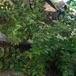 Ligustrum sinense Folha
