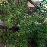 Ligustrum sinense List