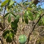 Passiflora tenuifila Blad