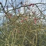 Capparis decidua Fruit