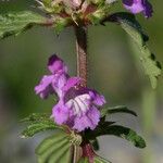 Galeopsis ladanum Fiore