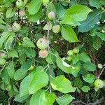 Malus sylvestrisFruit