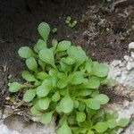 Sedum fragrans Vekstform