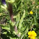 Campanula spicata Leaf