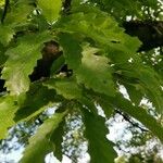 Quercus libani Leaf