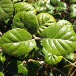 Quercus alnifolia Leaf