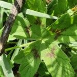 Pelargonium multibracteatum Leaf