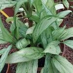 Aglaonema robeleynii Leaf