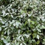 Pittosporum tenuifolium Leaf