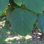 Clerodendrum speciosissimum পাতা