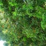 Castanospermum australe Хабит