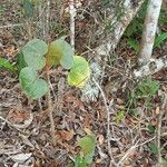 Begonia grisea Φύλλο