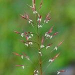 Chrysopogon aciculatus Flower