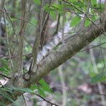 Ligustrum sinense Bark