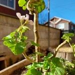 Pelargonium graveolensFlower