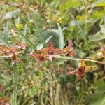 Ludwigia alternifolia Leaf