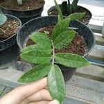 Zamioculcas zamiifoliaبرگ